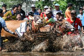 INDONESIA-PROBOLINGGO-KARAPAN SAPI BRUJUL