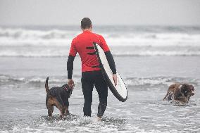 II European Championship of Surf for Dogs Dingonatura Surf Dog