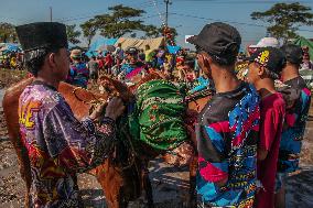 Kerapan Sapi Brujul, A Traditional Bull Race In Indonesia