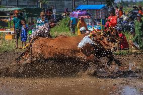 Kerapan Sapi Brujul, A Traditional Bull Race In Indonesia