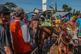 Kerapan Sapi Brujul, A Traditional Bull Race In Indonesia