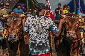 Kerapan Sapi Brujul, A Traditional Bull Race In Indonesia