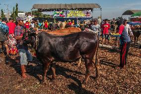 Kerapan Sapi Brujul, A Traditional Bull Race In Indonesia