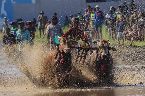 Kerapan Sapi Brujul, A Traditional Bull Race In Indonesia