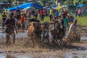 Kerapan Sapi Brujul, A Traditional Bull Race In Indonesia