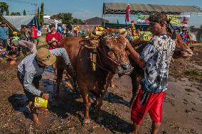 Kerapan Sapi Brujul, A Traditional Bull Race In Indonesia