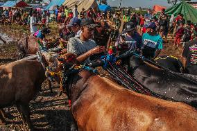 Kerapan Sapi Brujul, A Traditional Bull Race In Indonesia