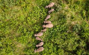 Sri Lankan Wild Elephants