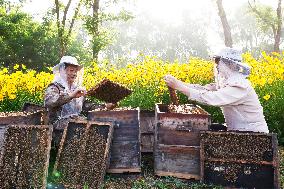 Bees Make Honey