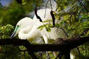 The Great Egret - Ajmer