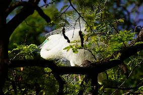 The Great Egret - Ajmer
