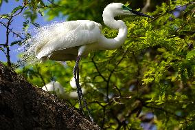 The Great Egret - Ajmer