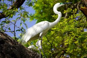 The Great Egret - Ajmer