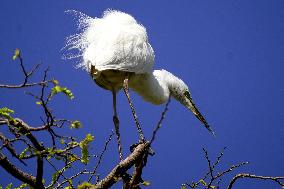 The Great Egret - Ajmer