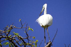 The Great Egret - Ajmer