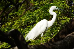 The Great Egret - Ajmer