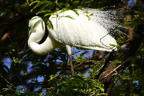 The Great Egret - Ajmer