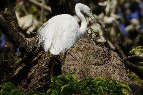The Great Egret - Ajmer