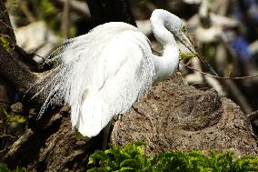 The Great Egret - Ajmer