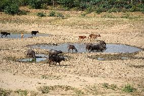 Indian Buffaloes - Ajmer