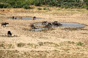 Indian Buffaloes - Ajmer