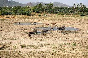 Indian Buffaloes - Ajmer