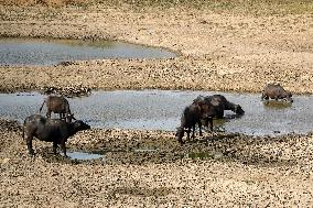 Indian Buffaloes - Ajmer