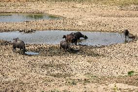 Indian Buffaloes - Ajmer