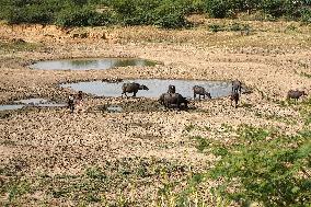 Indian Buffaloes - Ajmer