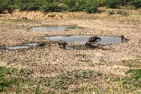Indian Buffaloes - Ajmer
