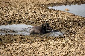 Indian Buffaloes - Ajmer