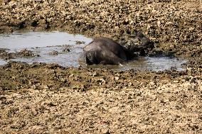Indian Buffaloes - Ajmer