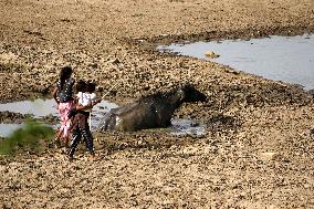 Indian Buffaloes - Ajmer