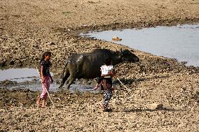 Indian Buffaloes - Ajmer