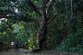 BRAZIL-RIO DE JANEIRO-TIJUCA NATIONAL PARK