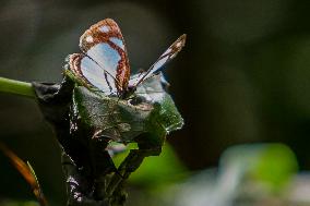 BRAZIL-RIO DE JANEIRO-TIJUCA NATIONAL PARK