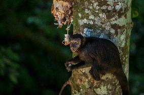 BRAZIL-RIO DE JANEIRO-TIJUCA NATIONAL PARK