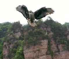 CHINA-HUNAN-ZHANGJIAJIE-BIRD-DRONE-ATTACK (CN)