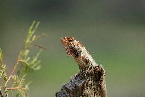 NEPAL-LALITPUR-INT'L DAY FOR BIOLOGICAL DIVERSITY