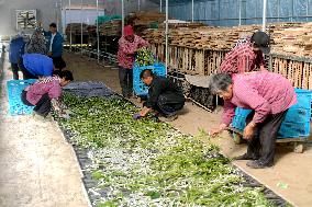 Sericulture Industry In China