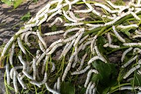Sericulture Industry In China
