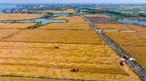 China Wheat Harvesting