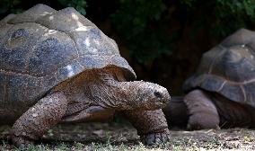 MIDEAST-JERUSALEM-WORLD TURTLE DAY