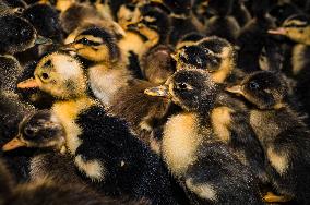 Animal Health Body Backs Bird Flu Vaccination To Avoid Pandemic
