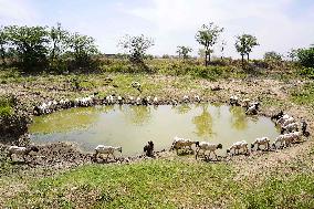 The Flock Of Sheep - India