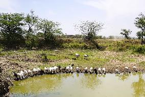 The Flock Of Sheep - India