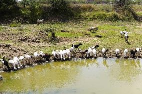 The Flock Of Sheep - India