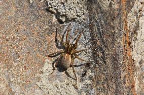 Wolf Spider