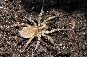 Wolf Spider