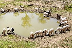 The Flock Of Sheep - India